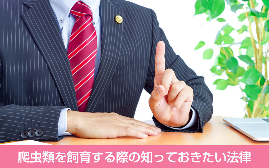 爬虫類を飼育する際の知っておきたい法律