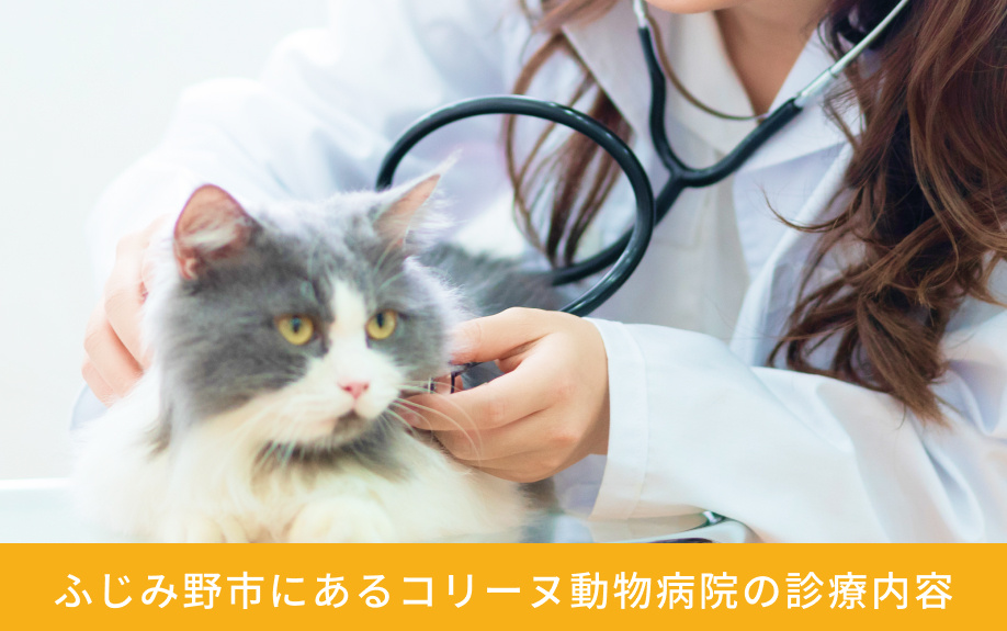 ふじみ野市にある「コリーヌ動物病院」の診療内容