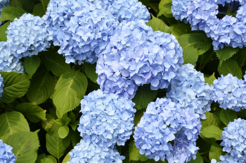 はじめてでも安心｜抑えておきたい土地購入の流れの画像