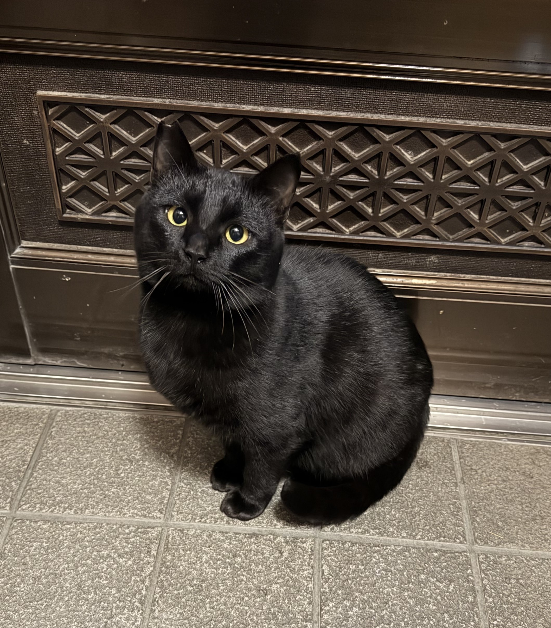 地域猫♪の画像