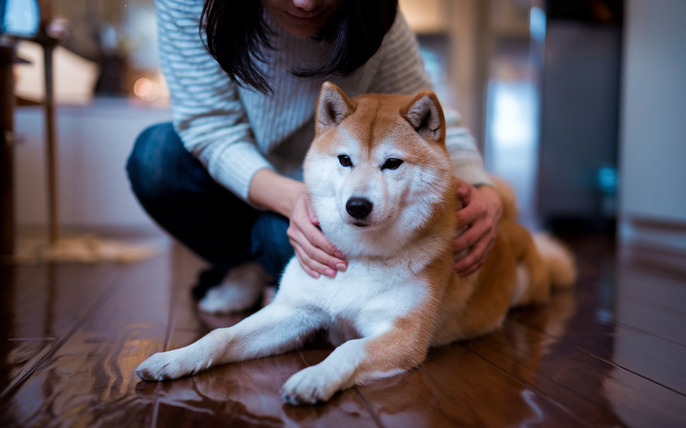 犬の飼育ができるアパートを借りる際の注意点は？費用やトラブル防止策も押さえましょうの画像