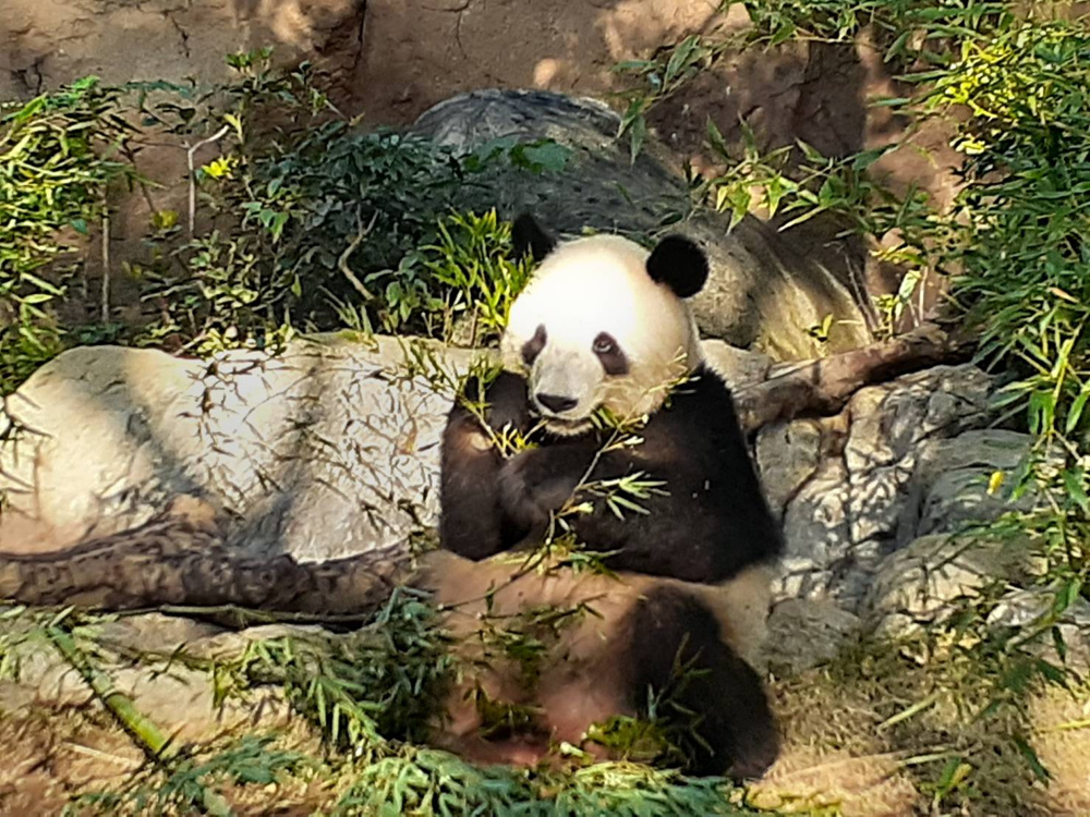 上野のパンダの画像