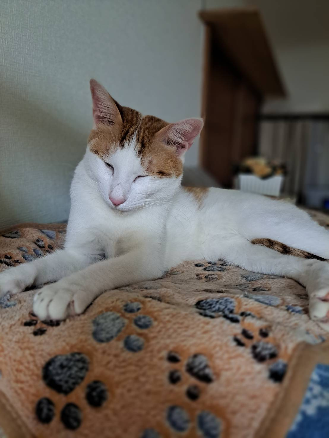 本日のネコ♪の画像