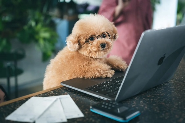 大阪の中古マンションでペット事情はどう違う？築年数ごとの特徴や管理規約の確認も紹介の画像