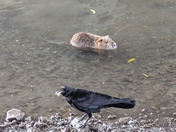 大阪市でハザードマップ未掲載の安全エリアはある？注意点や調べ方も紹介の画像