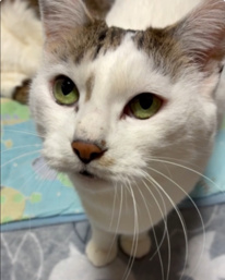 ヒイラギ、イワシ、恵方巻の画像