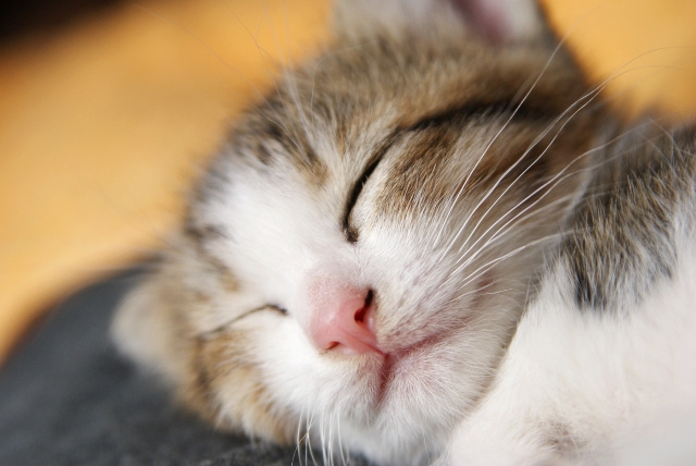 ”よくある質問”　魚はペット不可物件でも飼えるのかの画像