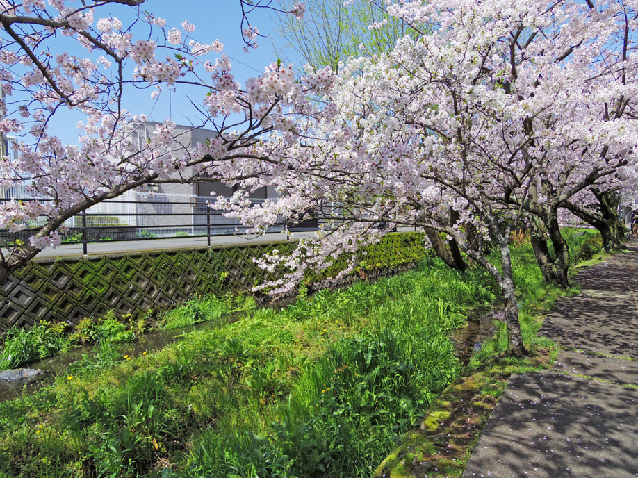 三島市源兵衛川遊歩道　6号水の苑緑地までぶらり散歩