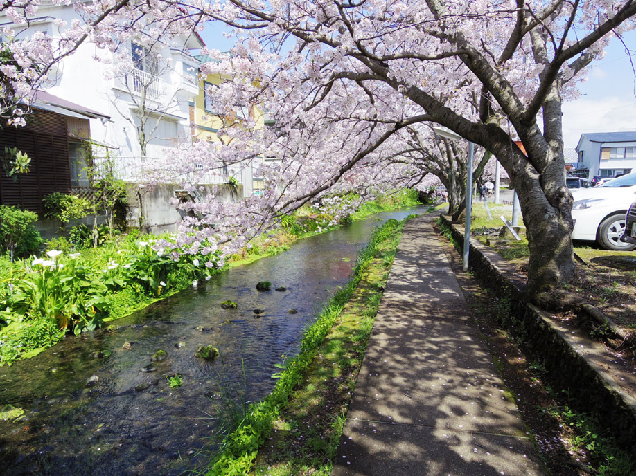 三島市源兵衛川遊歩道　6号水の苑緑地までぶらり散歩