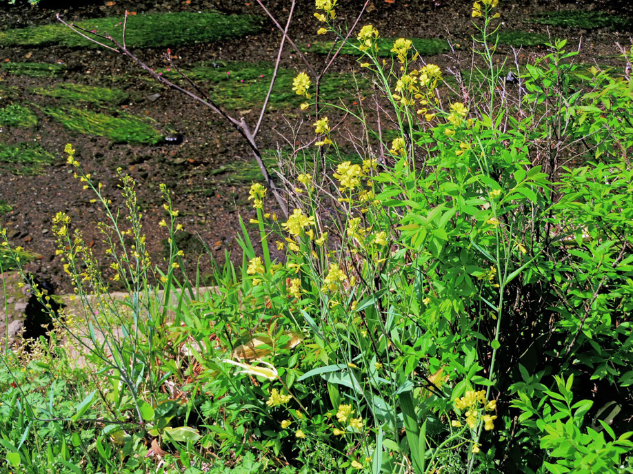三島市源兵衛川遊歩道　6号水の苑緑地までぶらり散歩