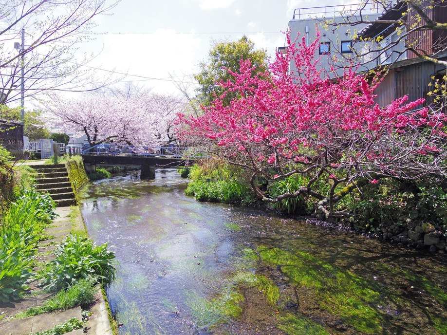 三島市源兵衛川遊歩道　6号水の苑緑地までぶらり散歩