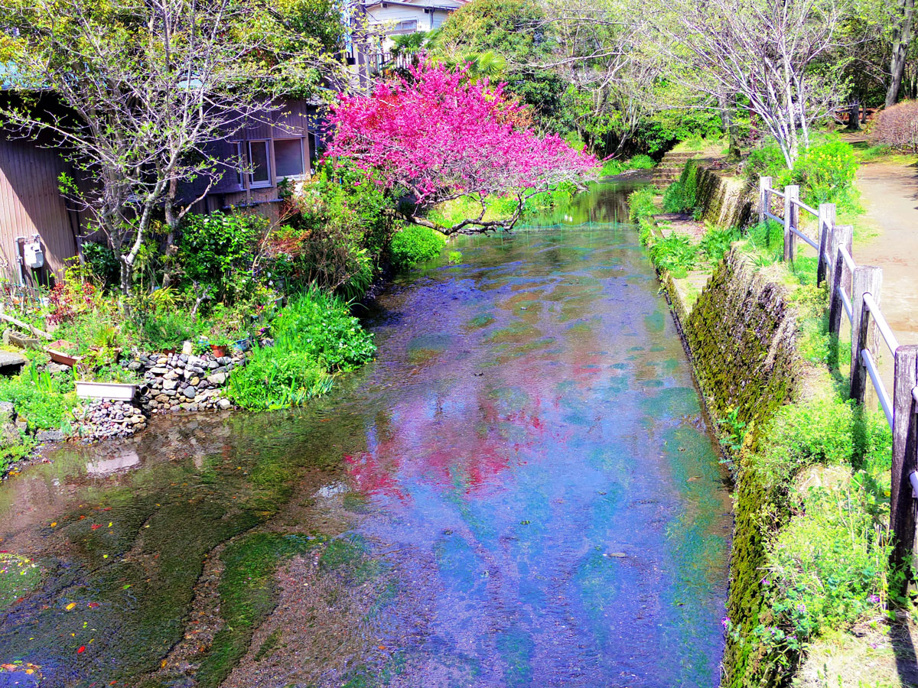 三島市源兵衛川遊歩道　6号水の苑緑地までぶらり散歩