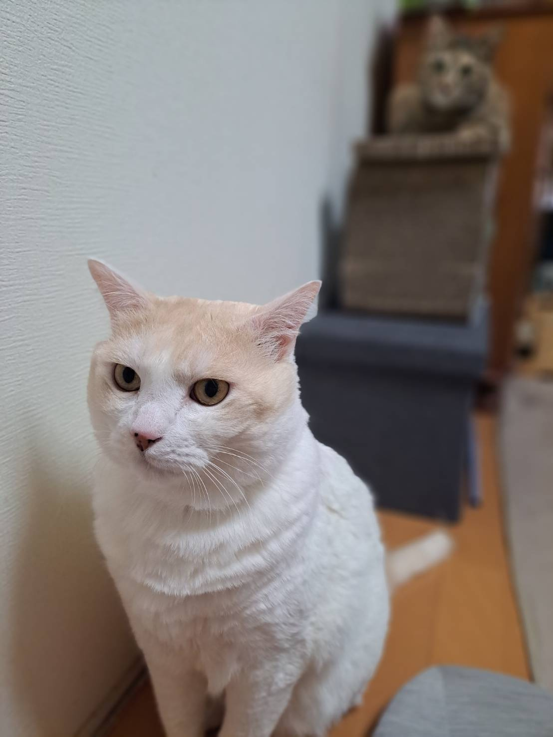 本日のネコ♪の画像