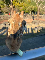 きりん(*'ω'*)の画像