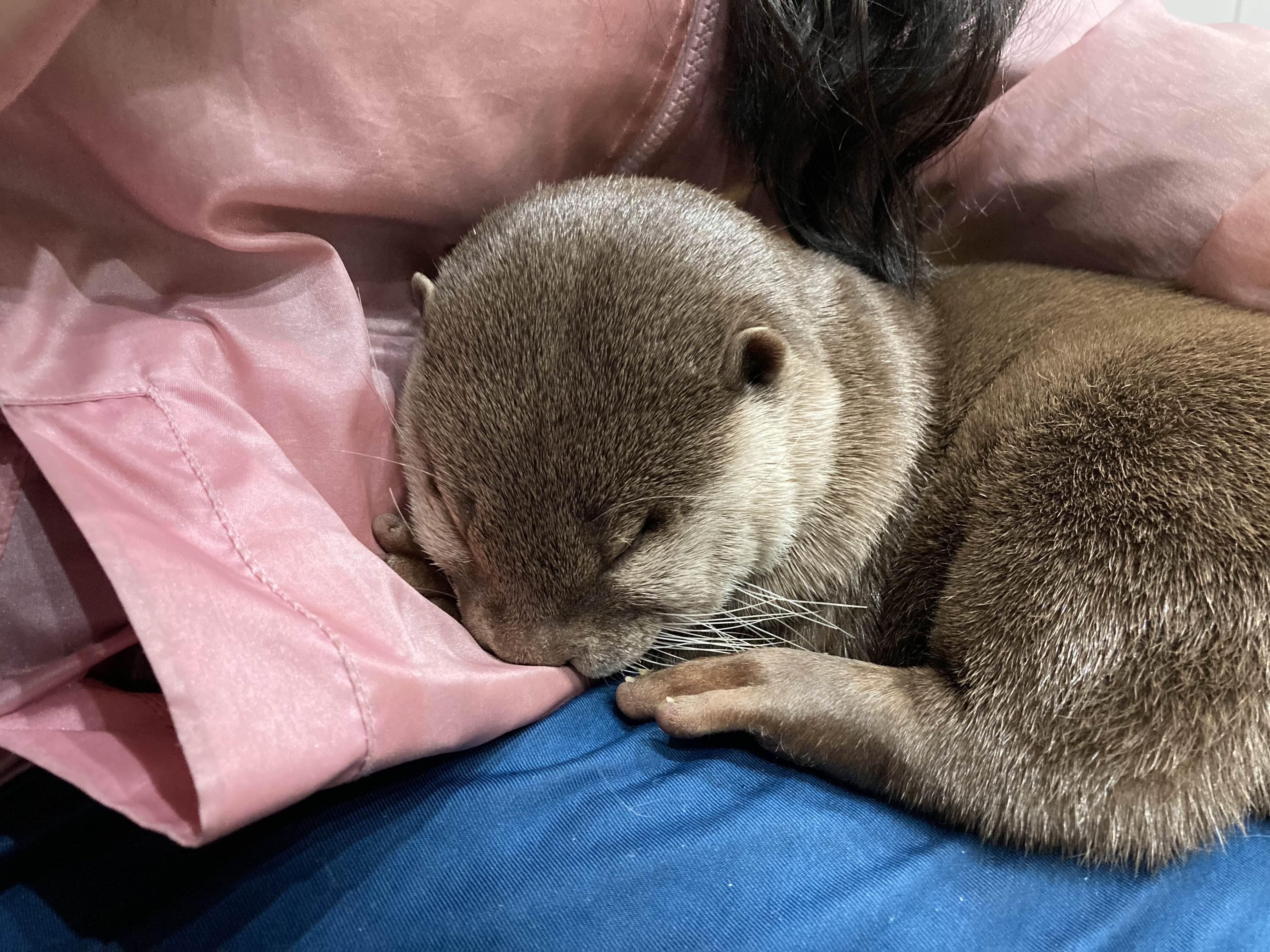 カワウソカフェって知ってますか？の画像