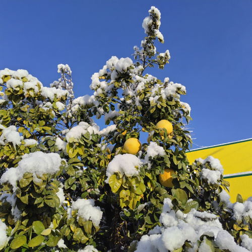 岐阜市で雪と晩白柚が共演！美濃善不動産の敷地で見られた冬の絶景とはの画像