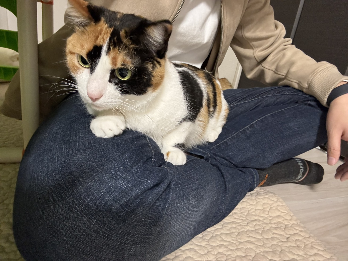 猫派？犬派？の画像