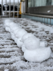 雪アヒルの画像