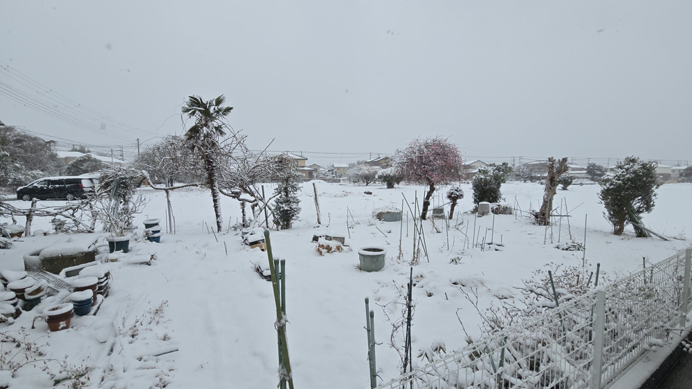 雪だ～♪の画像