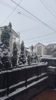 初雪っ！の画像