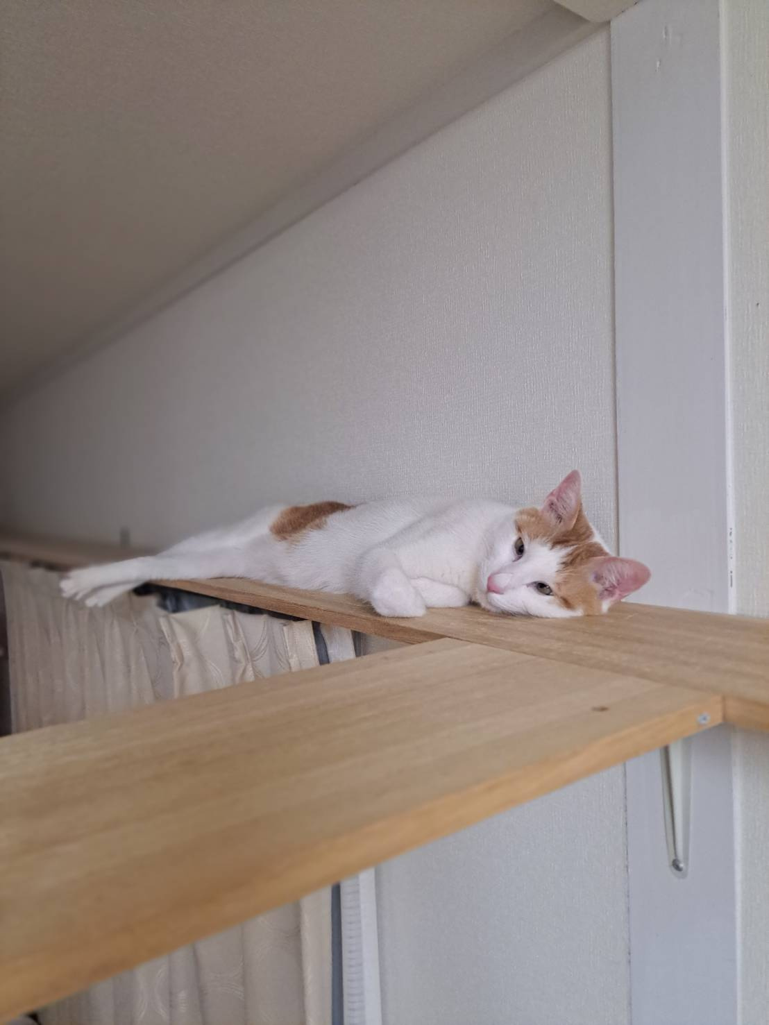 本日のネコ♪の画像