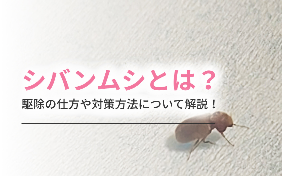 シバンムシとは？駆除の仕方や対策方法について解説！の画像