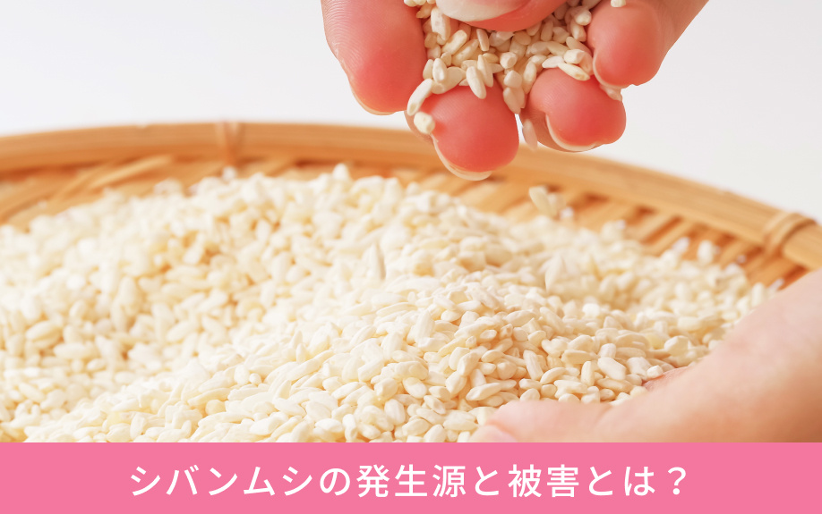 シバンムシの発生源と被害とは？