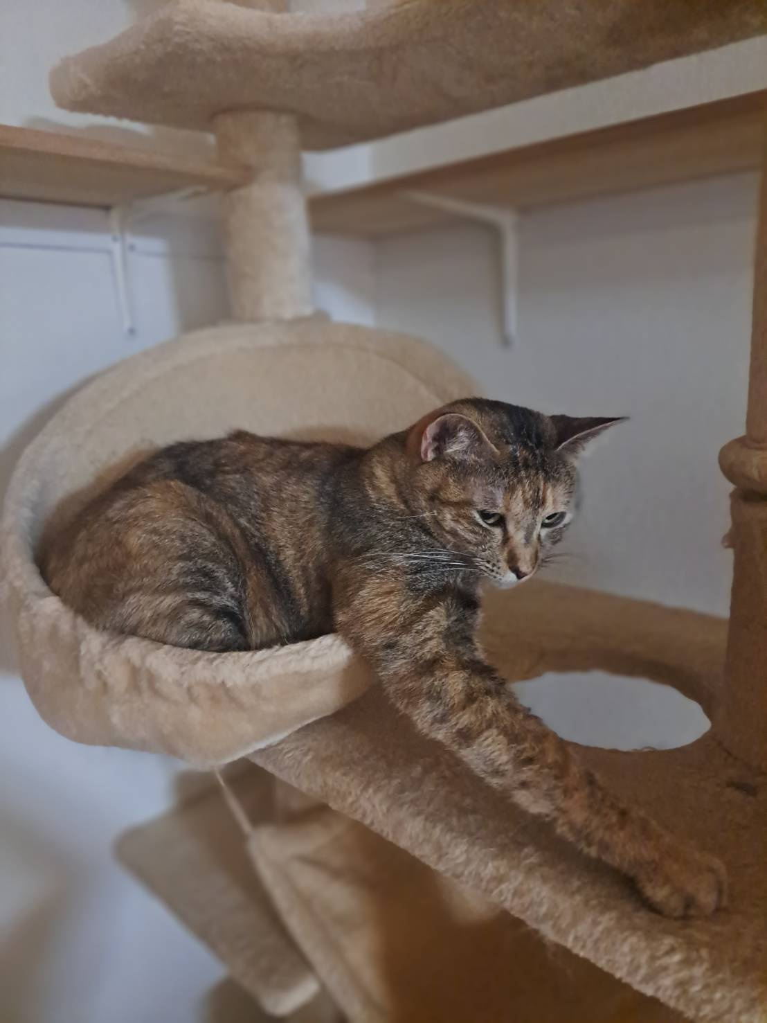 本日のネコ♪の画像