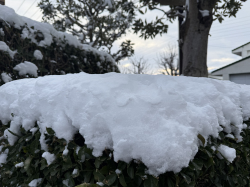 ❄️ 小山市も一面の銀世界！2月8日の雪景色の画像