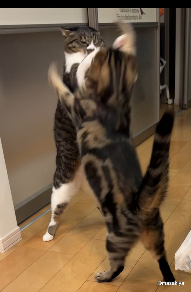 毎日の日課の画像