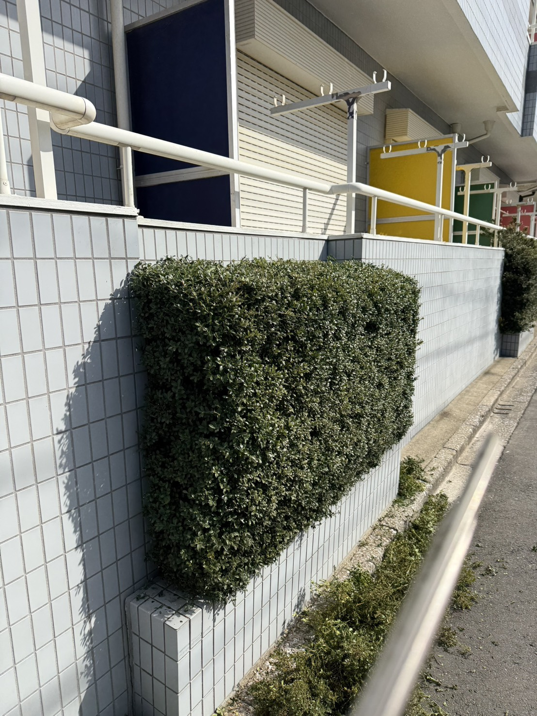 今日は植栽選定の画像