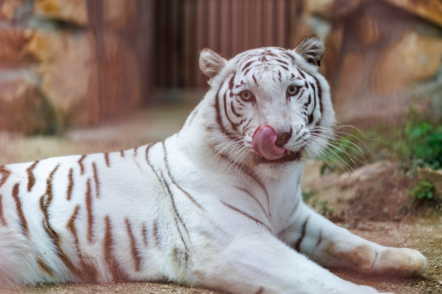 「池田動物園」の特徴