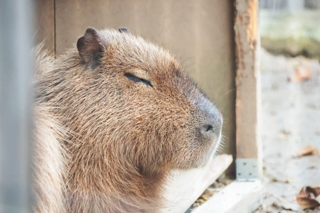 「宇都宮動物園」の特徴