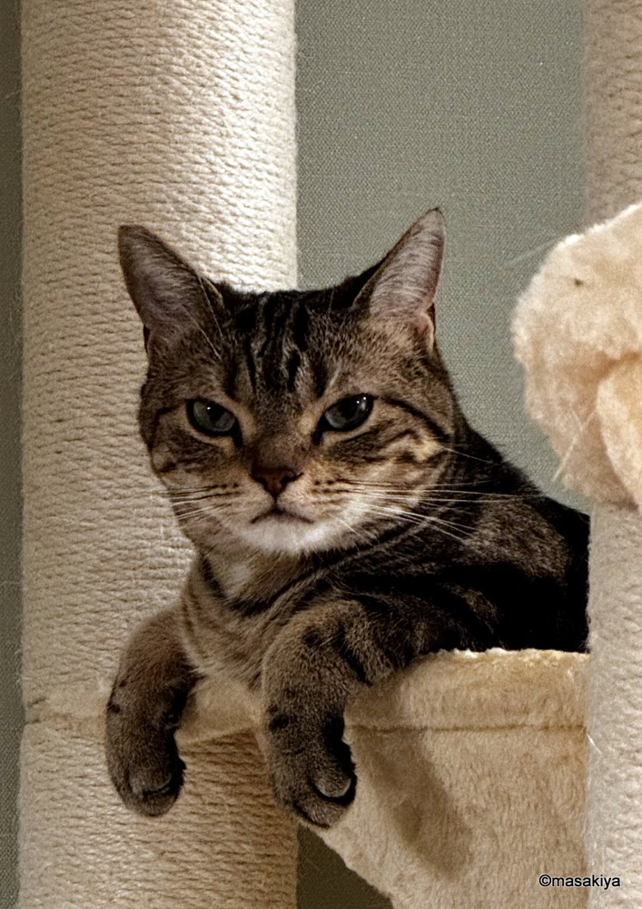 朝のネコの画像