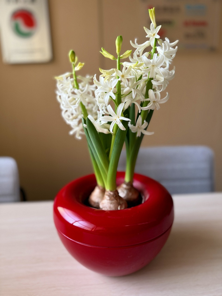 今年もヒヤシンスが咲きました！の画像