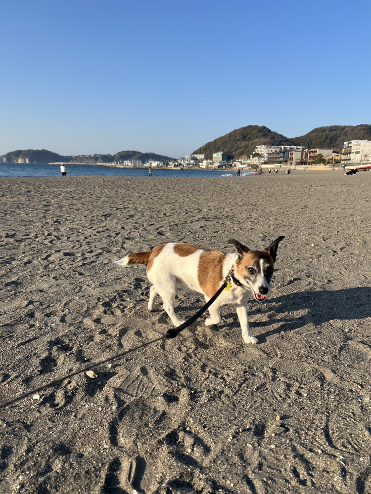 葉山・森戸海岸のお散歩の画像