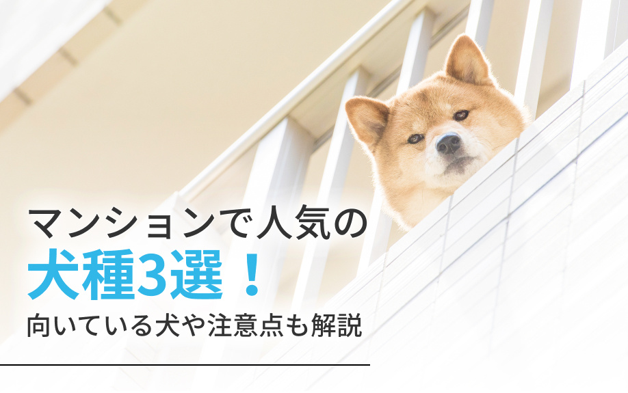 マンションで人気の犬種3選！向いている犬や注意点も解説の画像
