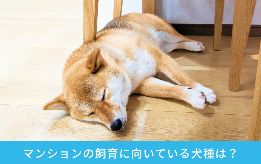 マンションの飼育に向いている犬種は？