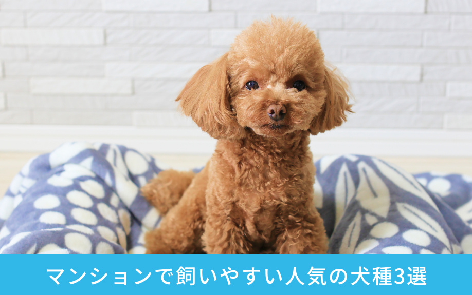 マンションで飼いやすい人気の犬種3選
