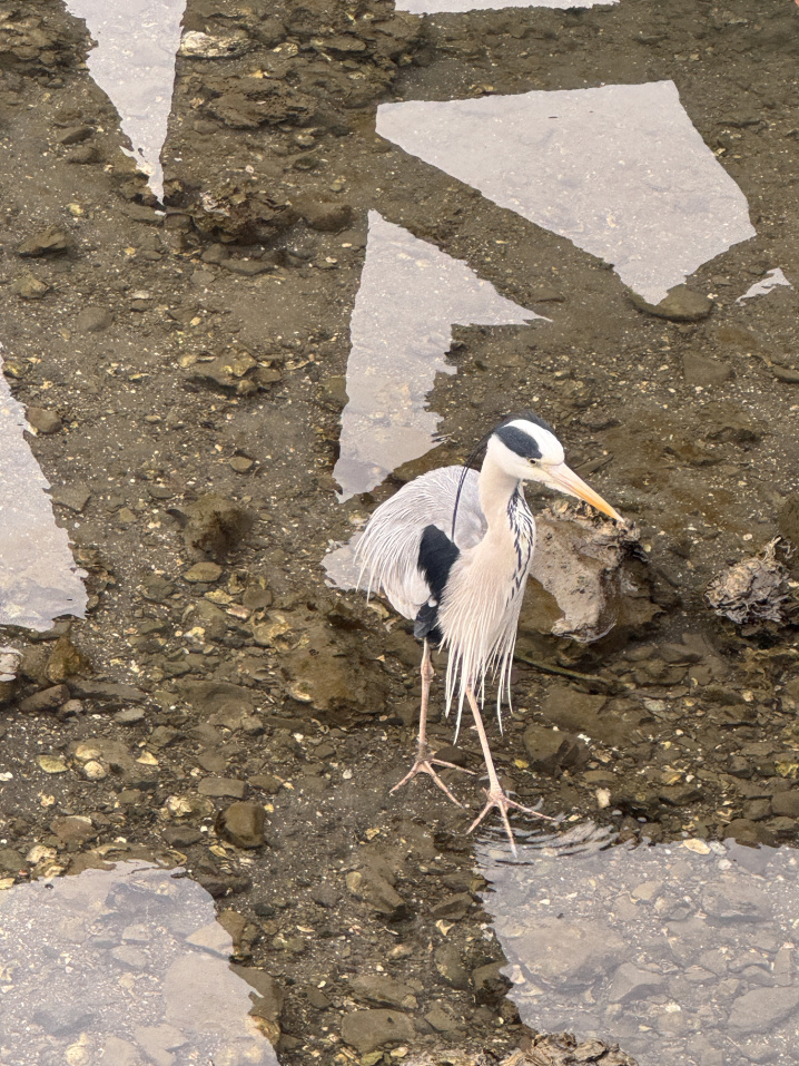 神の使いアオサギの画像