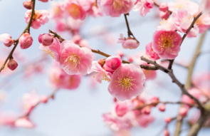 茅ヶ崎市からのお知らせです。の画像