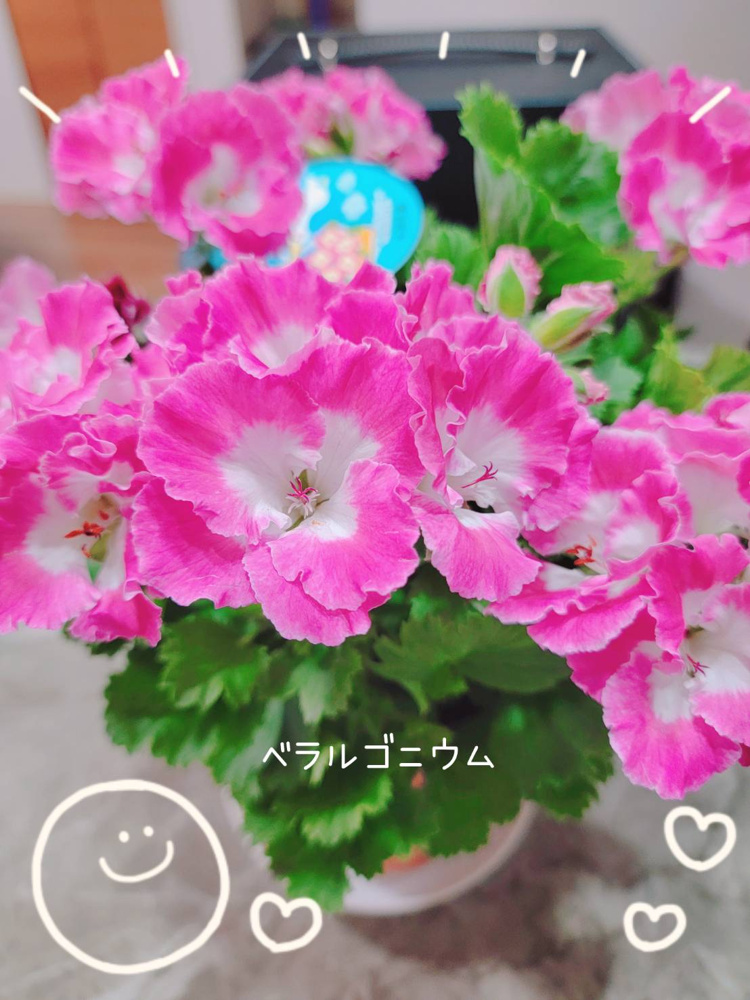 ベラルゴニウムを育ててます♪の画像