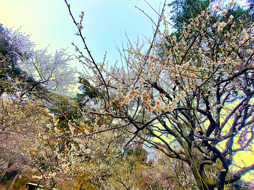 紅葉の風景