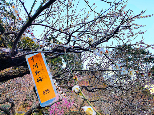 池に映る紅葉