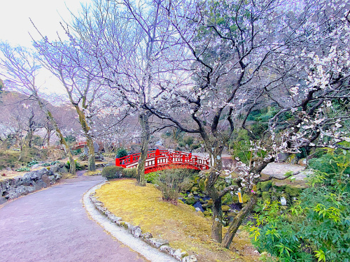 苔と紅葉の対比