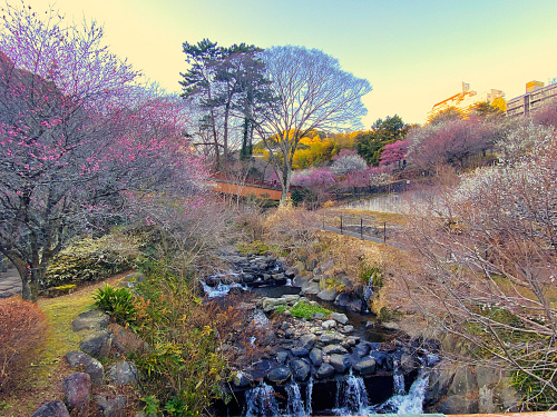 熱海梅園と糸川の早咲き桜の画像