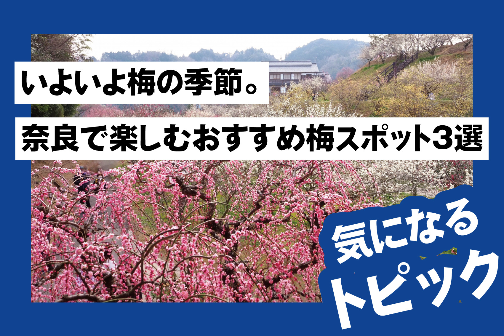 いよいよ梅の季節。奈良で楽しむおすすめ梅スポット3選の画像