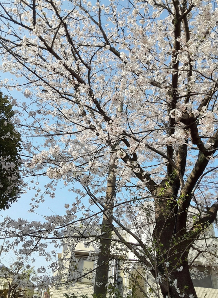 春のお出かけに！大口駅周辺・横浜で楽しむ桜スポットの画像