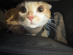 ネコの日♪の画像