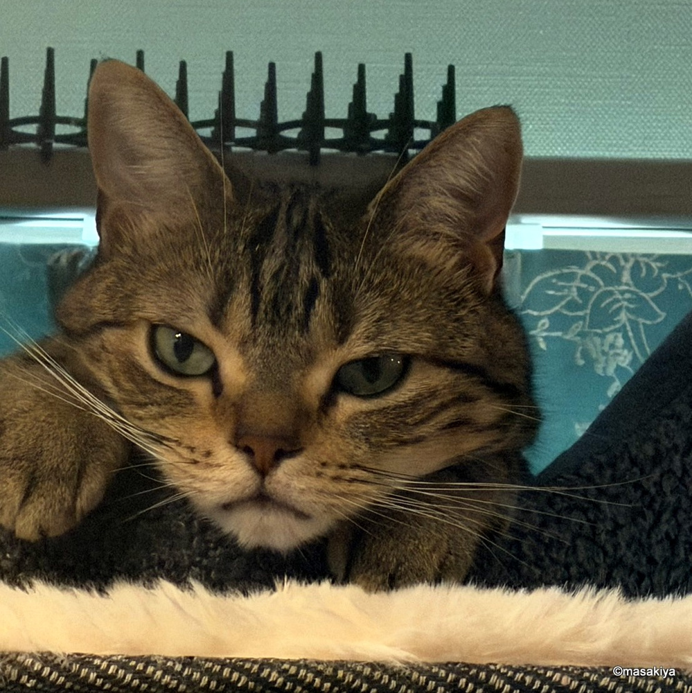 ネコの日の画像